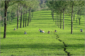 Kumarakom Sightseing