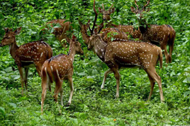 Kumarakom Sightseing