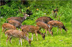 Kumarakom Sightseing