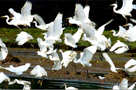 Kumarakom Sightseing