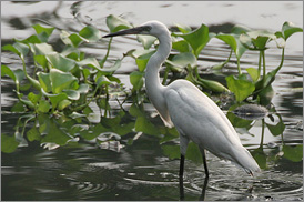 Kumarakom Sightseing