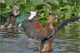 Kumarakom Sightseing