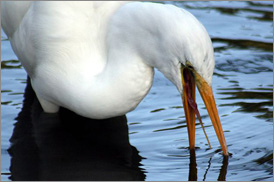 Kumarakom Sightseing