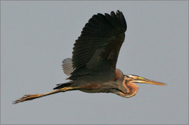 Kumarakom Sightseing