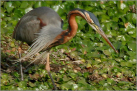 Kumarakom Sightseing