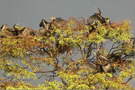 Kumarakom Sightseing