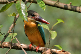 Kumarakom Sightseing