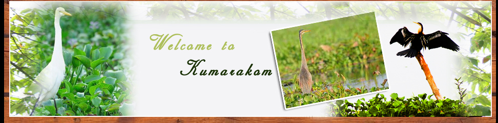 Kumarakom Birds