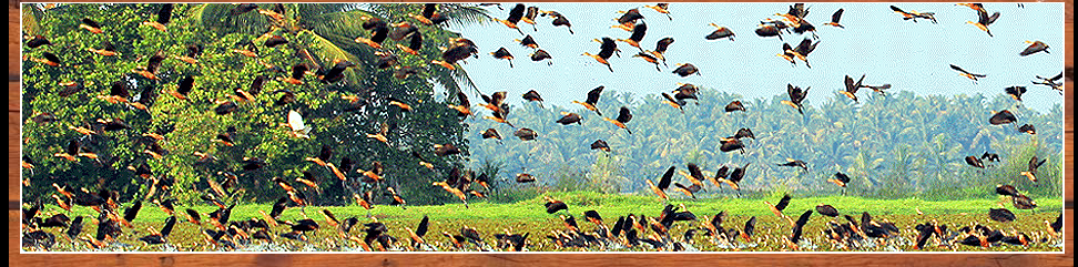 Kumarakom Birds